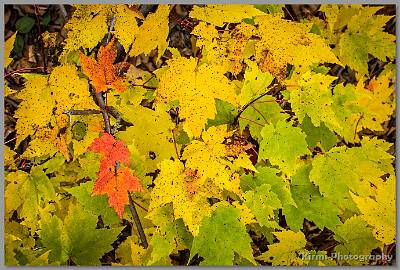 Kirms Photography Sunrisr Mtn-Stokes St Forest-8